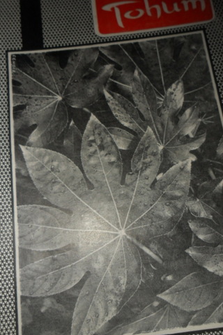 TOHUM AYLIK FİKİR VE SANAT DERGİSİ YIL.1- SAYI.19- NİSAN- 1965