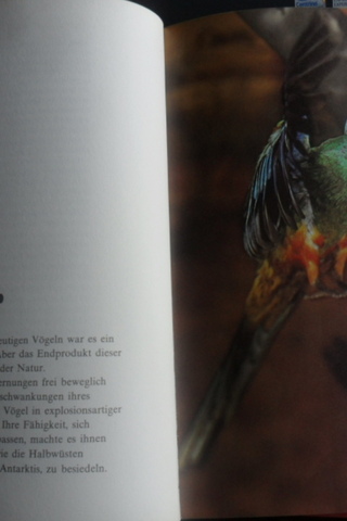Vogelleben (Kuşlar Alemi) Jürgen Nicolai