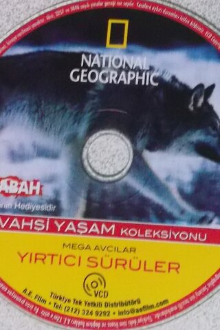 Yırtıcı Sürüler / Cd Belegesel